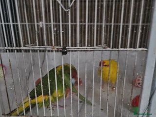 Cockatiels birds - Advert 26