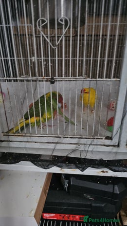 Cockatiels birds - Advert 13