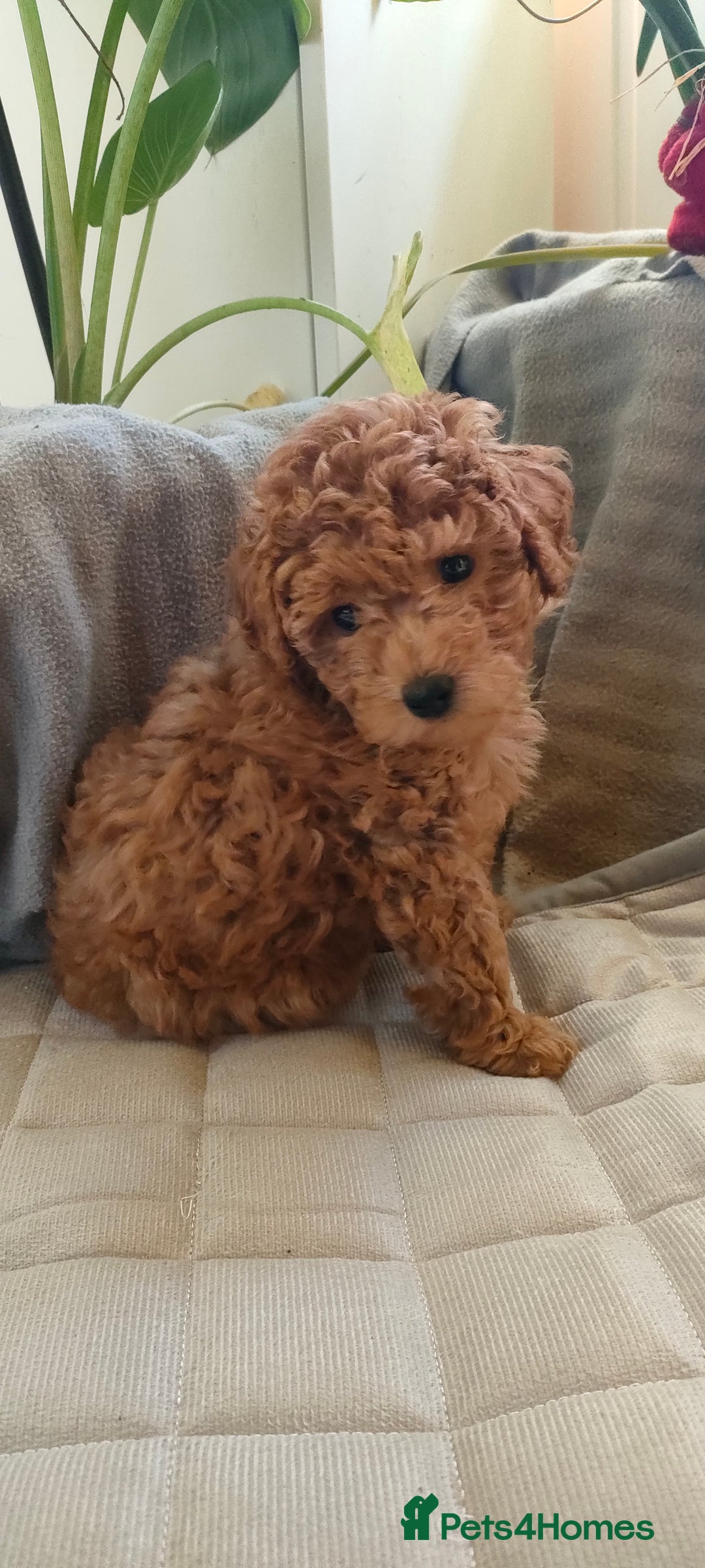 Miniature Poodle dogs for sale: ✨ Miniature Poodle Puppies for Reservation! ✨   - Advert 27
