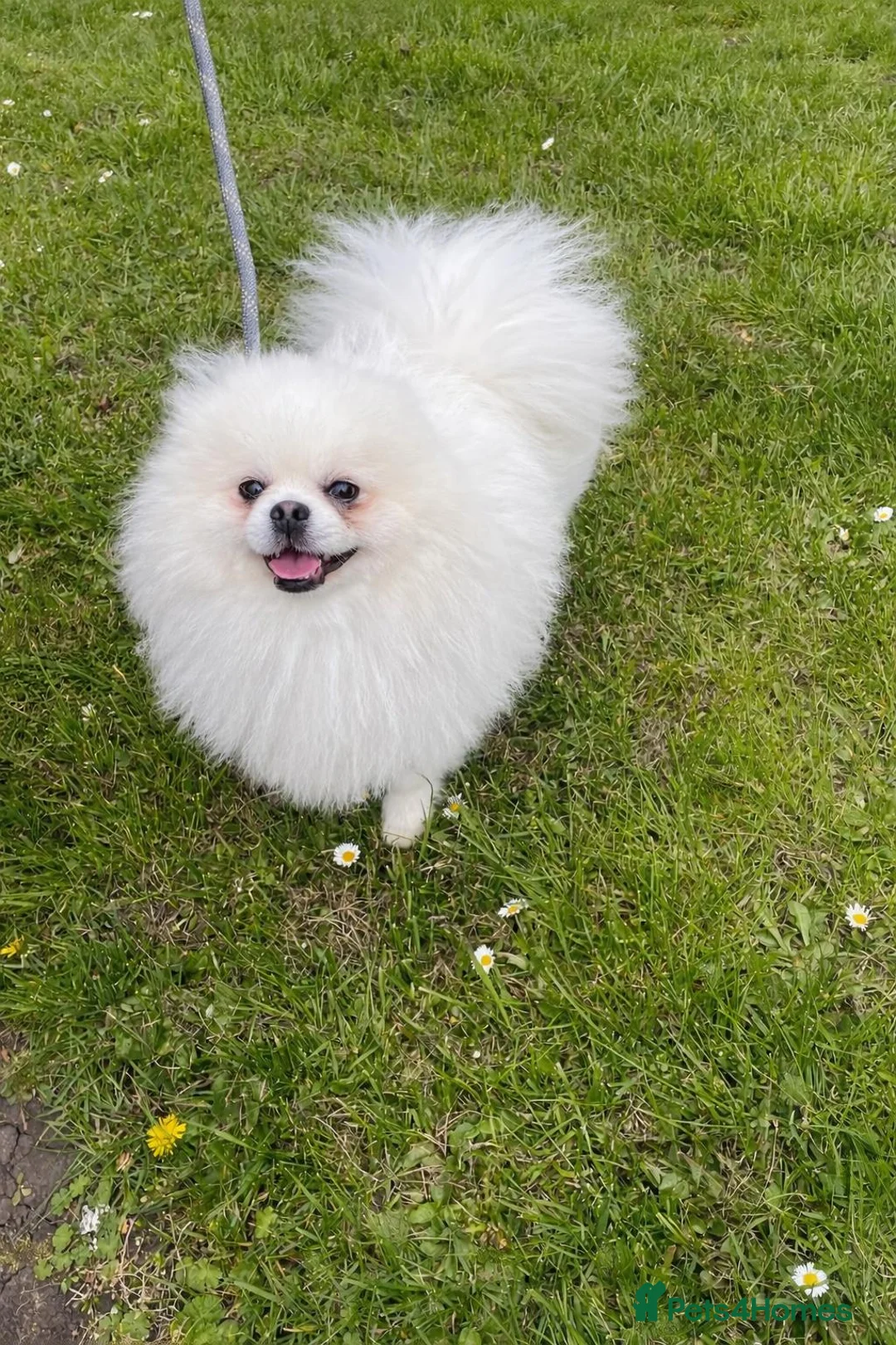 Pomeranian dogs for sale: White KC registered Male - Advert 1