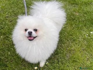 Pomeranian dogs White KC registered Male - Advert 2
