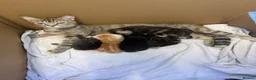 Maine Coon cats for sale: 4 beautiful fluffy kittens  - Advert 10