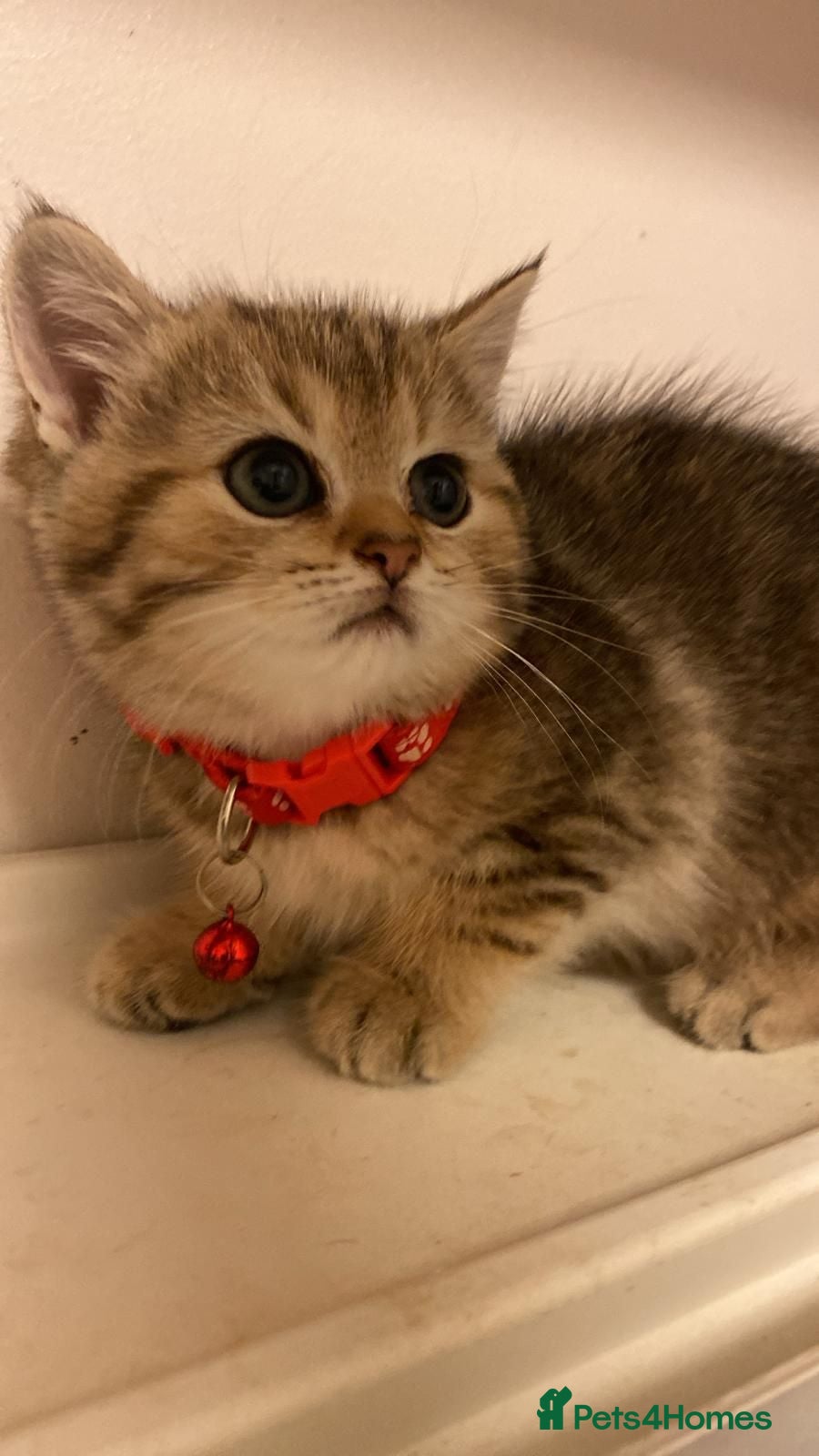 British Shorthair cats British shorthair kittens  - Advert 14