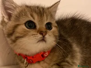 British Shorthair cats British shorthair kittens - Advert 11