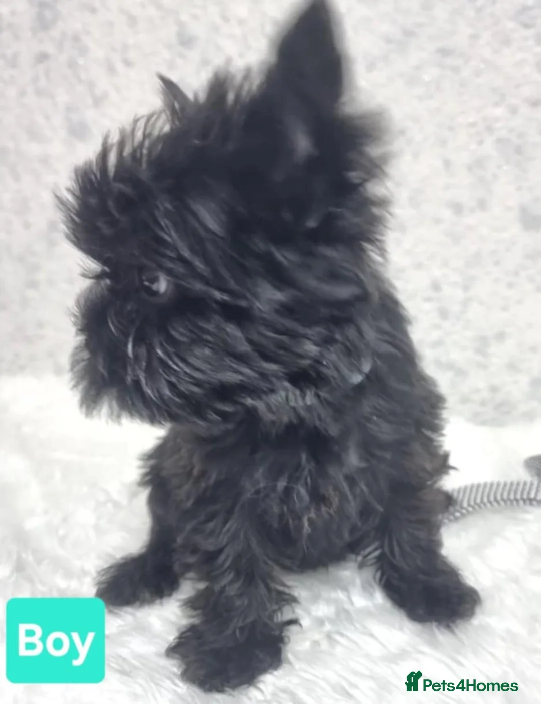 Yorkshire Terrier dogs for sale: Yorkshire Terrier  - Advert 8