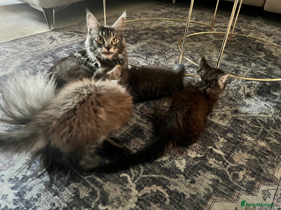 Maine Coon cats for sale: Maine Coon Kittens for Sale 4 Boys Left  - Image 14