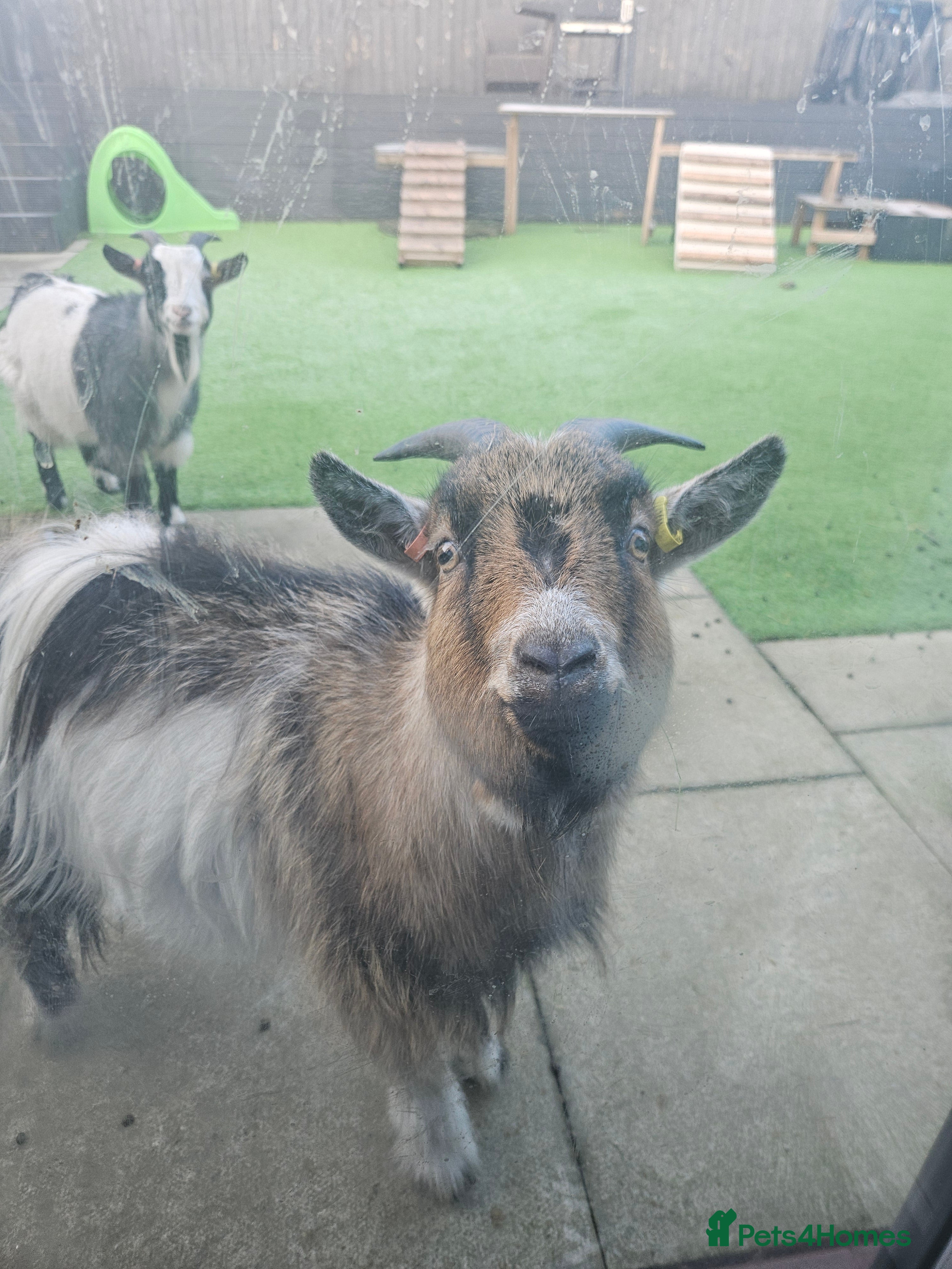 Goats livestock 2 pygmy goat wethers - Advert 2