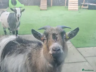 Goats livestock 2 pygmy goat wethers - Advert 10