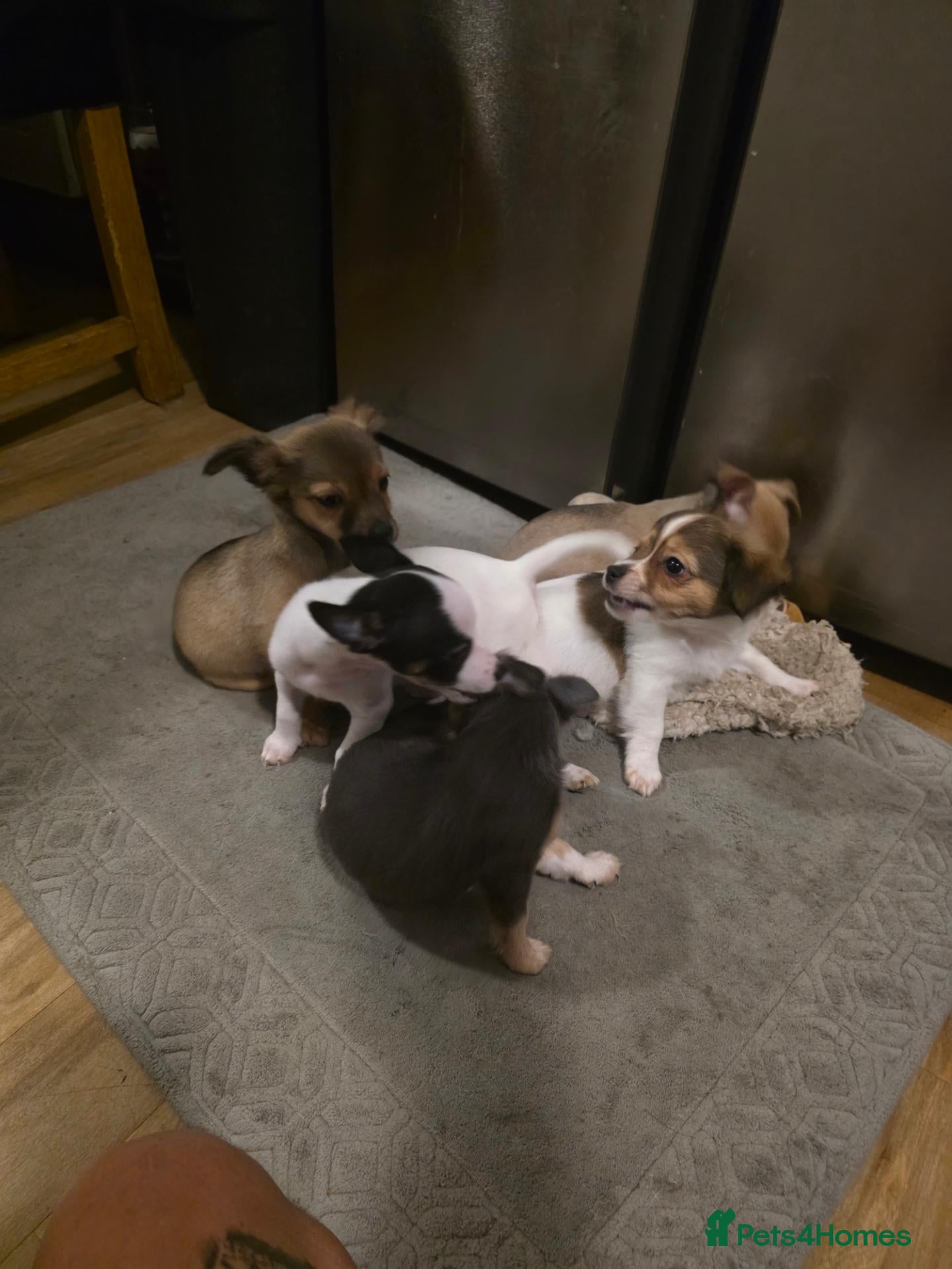 Mixed Breed dogs Jackawawas  - Advert 14