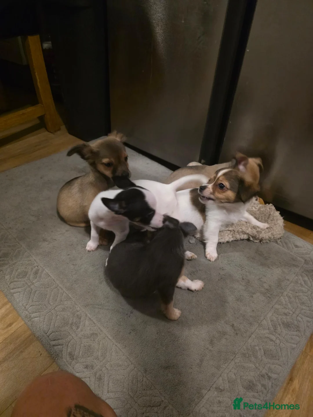 Mixed Breed dogs for sale: Jackawawas  - Advert 1