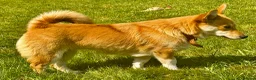 Welsh Corgi Cardigan dogs for adoption: Britney – Female Welsh Corgi - Advert 3