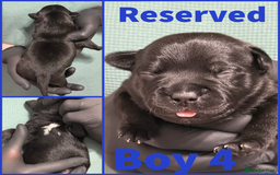 Staffordshire Bull Terrier dogs for sale: KC Registered Mr T & Luminastaffs Puppies - Image 12