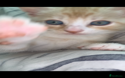 Domestic Shorthair cats for sale: White/ simese tabby males  - Image 4