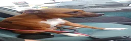 Staffordshire Bull Terrier dogs for sale: Staffy puppies for sale ready early july - Advert 20