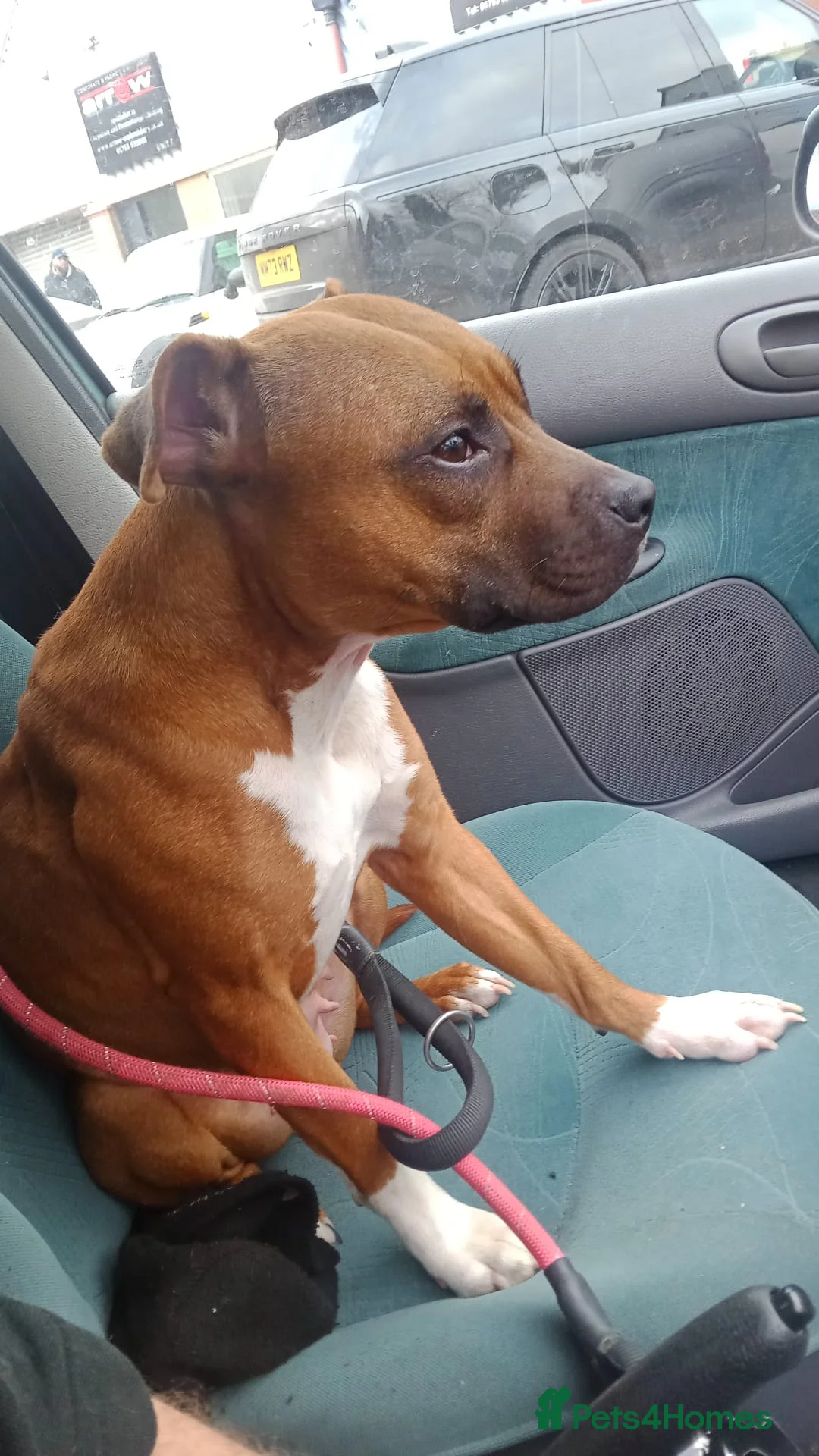Staffordshire Bull Terrier dogs for sale: Staffy puppies for sale ready early july - Advert 20