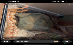 Corn Snake reptiles for sale: 2 corn snakes with full setup  - Image 2