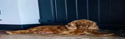 Cocker Spaniel dogs for sale: KC/ Healthtested parents. Showtype cockerspaniel🌸 - Advert 17