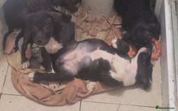 Staffordshire Bull Terrier dogs for sale: Staffy Babies Ready to leave - Image 40