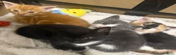 Mixed Breed cats for sale: *Beautiful mixed litter* - Advert 1
