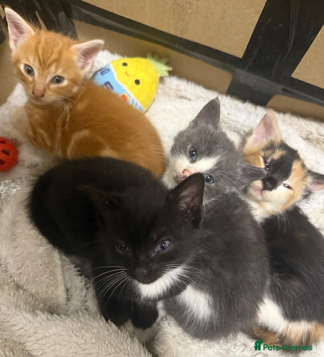Mixed Breed cats for sale: *Beautiful mixed litter* - Advert 1