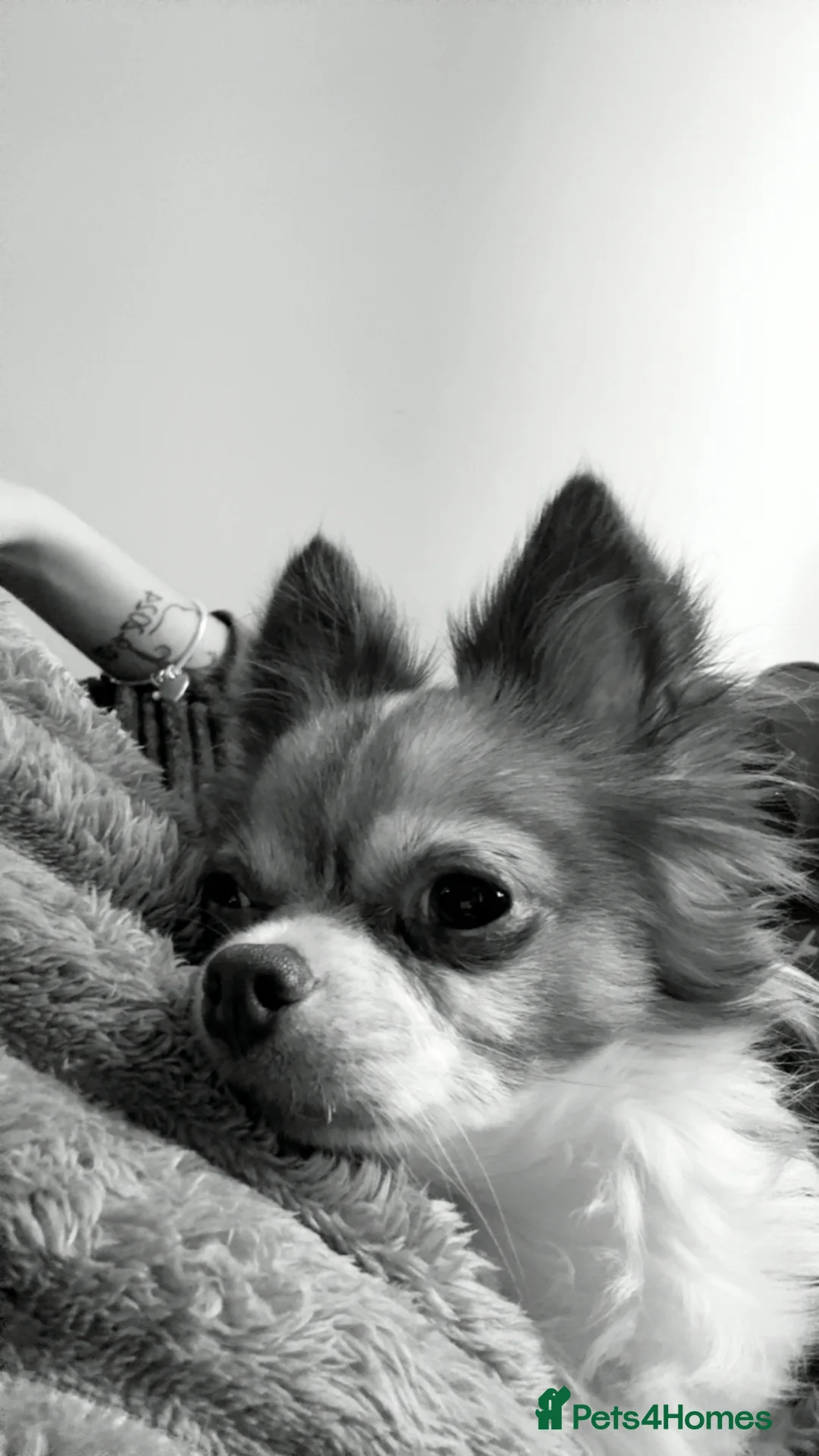 Mixed Breed dogs for sale: Two females to go together  - Advert 5