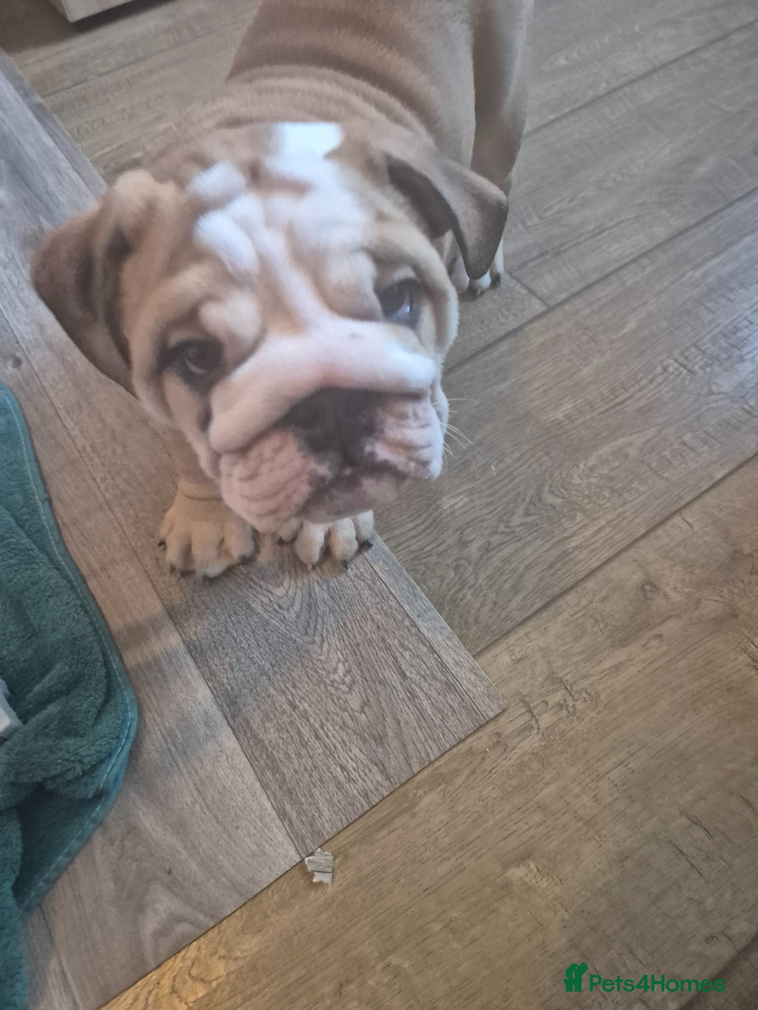 English Bulldog dogs Ready To Leave Now 1 Chunky KC English Bulldog  - Advert 16
