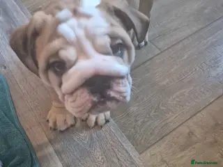 English Bulldog dogs Ready To Leave Now 1 Chunky KC English Bulldog - Advert 16