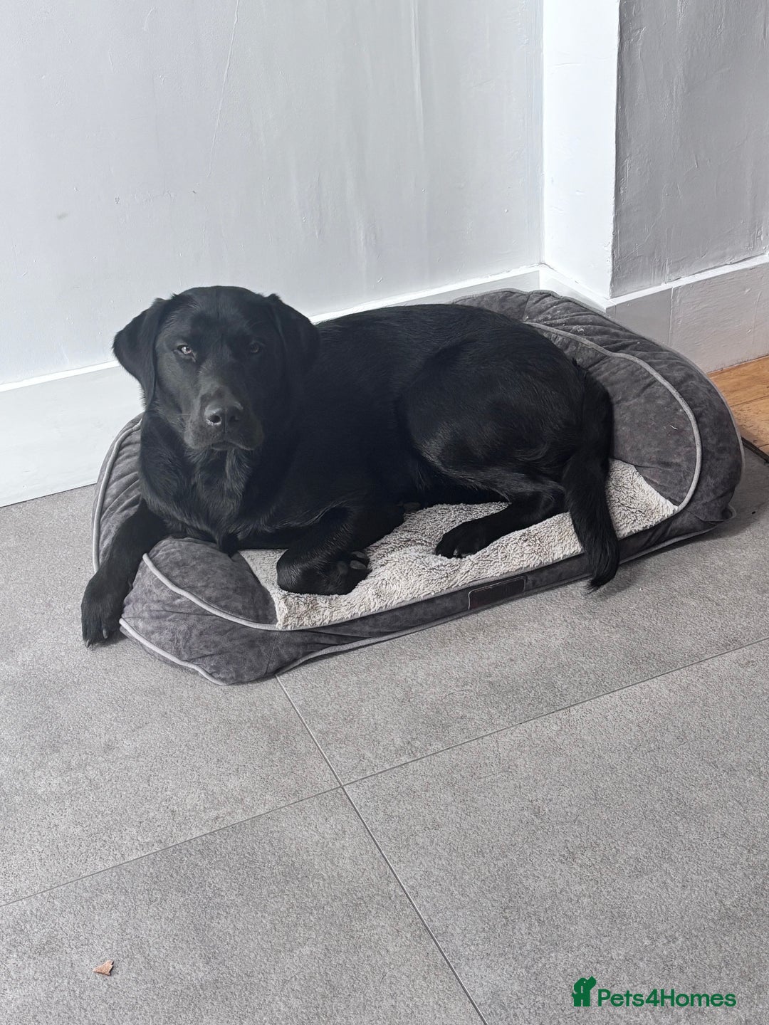 Labrador Retriever dogs for sale: 11 month old Labrador Retriever for rehoming  - Image 5
