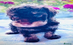 Cockapoo dogs for sale: Stunning fully DNA tested Cockapoo puppies - Image 14