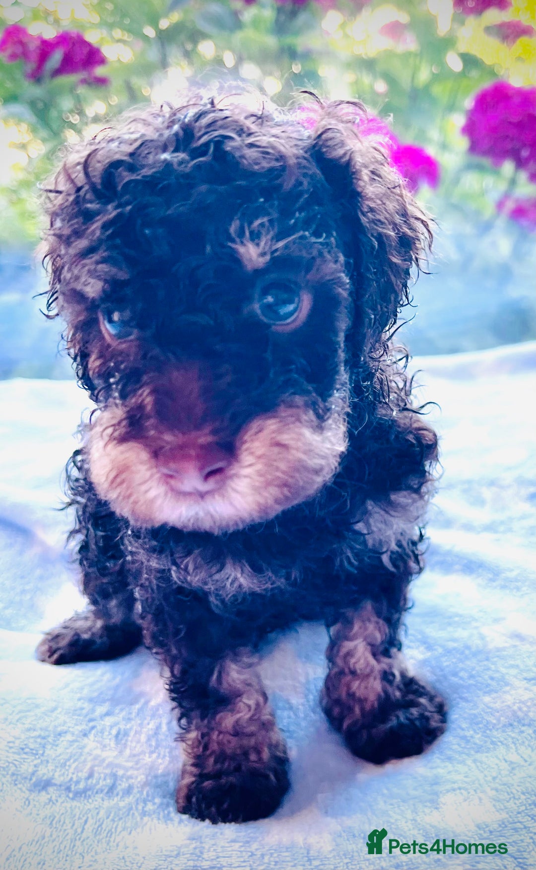 Cockapoo dogs for sale: Stunning fully DNA tested Cockapoo puppies - Image 14