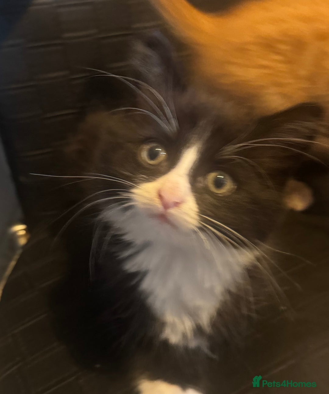 Mixed Breed cats for sale: Kittens ready for their new home now  - Image 3
