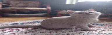 British Shorthair 1
