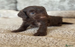 Cockapoo dogs for sale: BEAUTIFUL MERLE COCKER POO PUPPIES, HEALTH TESTED - Image 15