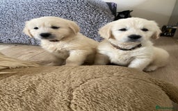 Golden Retriever dogs for sale: K. C stunning Puppies  - Image 2