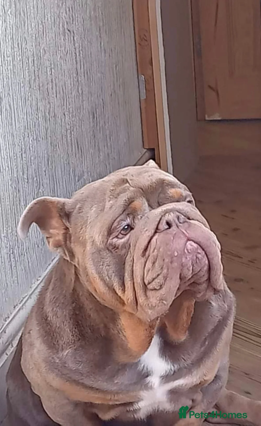 English Bulldog dogs for stud: Lilac tri bulldog - Advert 2