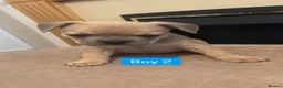 Mixed Breed dogs for sale: Puppies - Advert 14