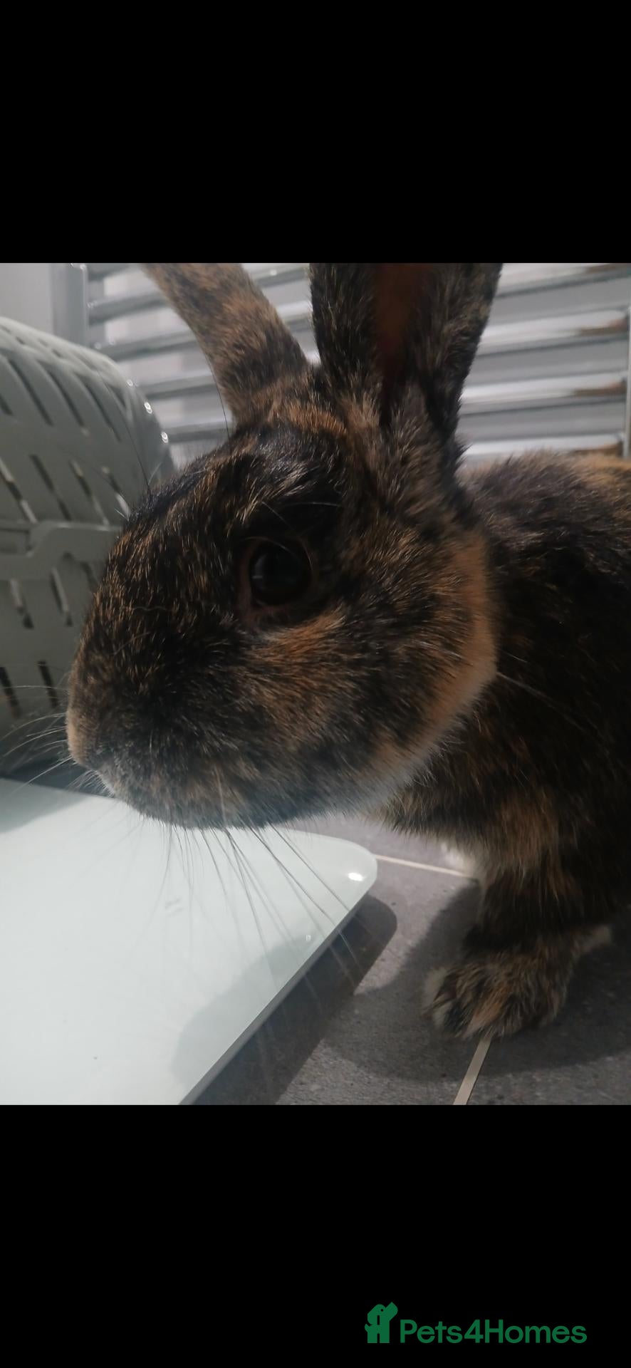 Harlequin rabbits Beautiful 1 year old male - Advert 1