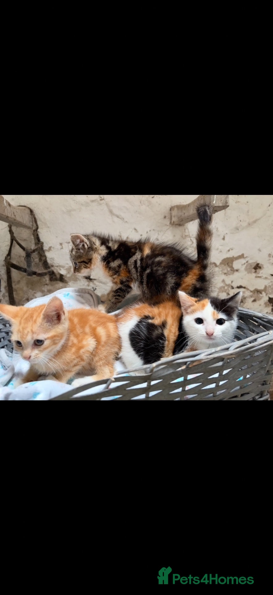 Mixed Breed cats Beautiful litter of kittens - Advert 1