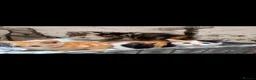 Mixed Breed cats for sale: Beautiful litter of kittens - Advert 1