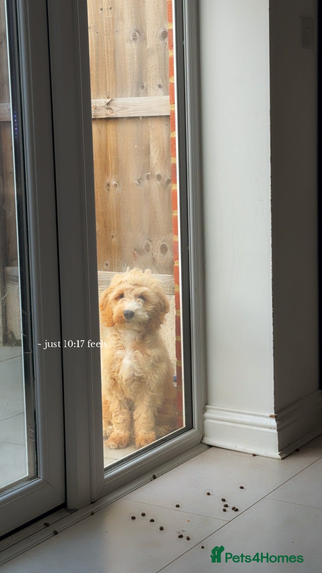 Cockapoo dogs for sale: Cuddles looking for new home - Advert 3