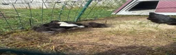 Chickens poultry for sale: Bantam chicks for sale  - Advert 5