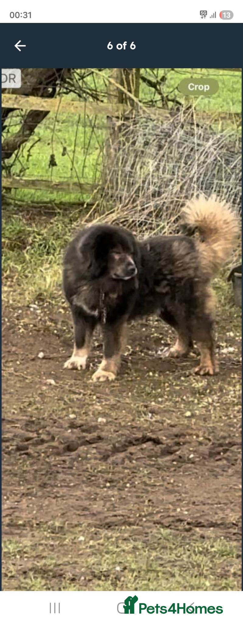 Caucasian Shepherd Dog dogs Caucasian sheapards puppy's available  - Advert 1