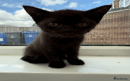 British Shorthair cats for sale: 4 british short Haired kittens for sale  - Image 4