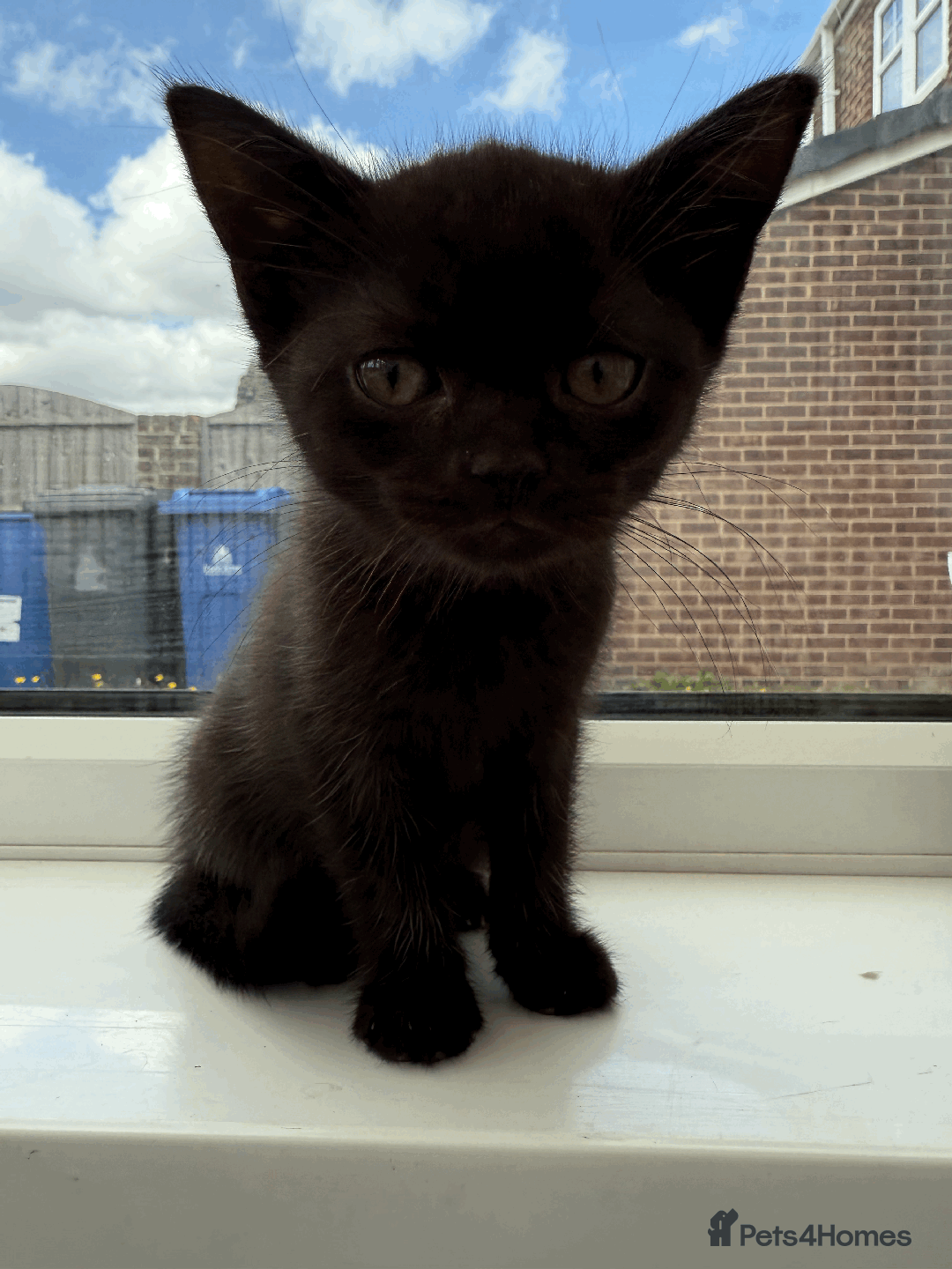 British Shorthair cats for sale: 4 british short Haired kittens for sale  - Image 4