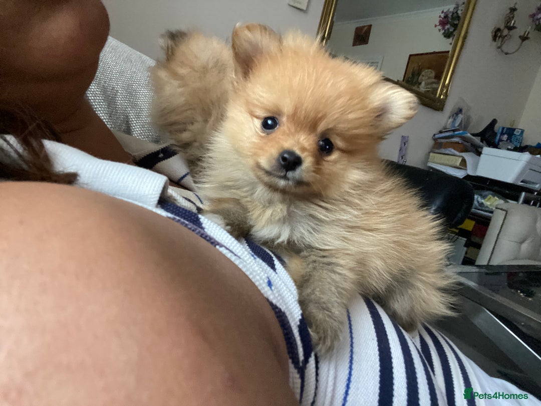 Pomeranian dogs for sale: Beautiful Russian bloodline Pomeranian puppies - Image 28