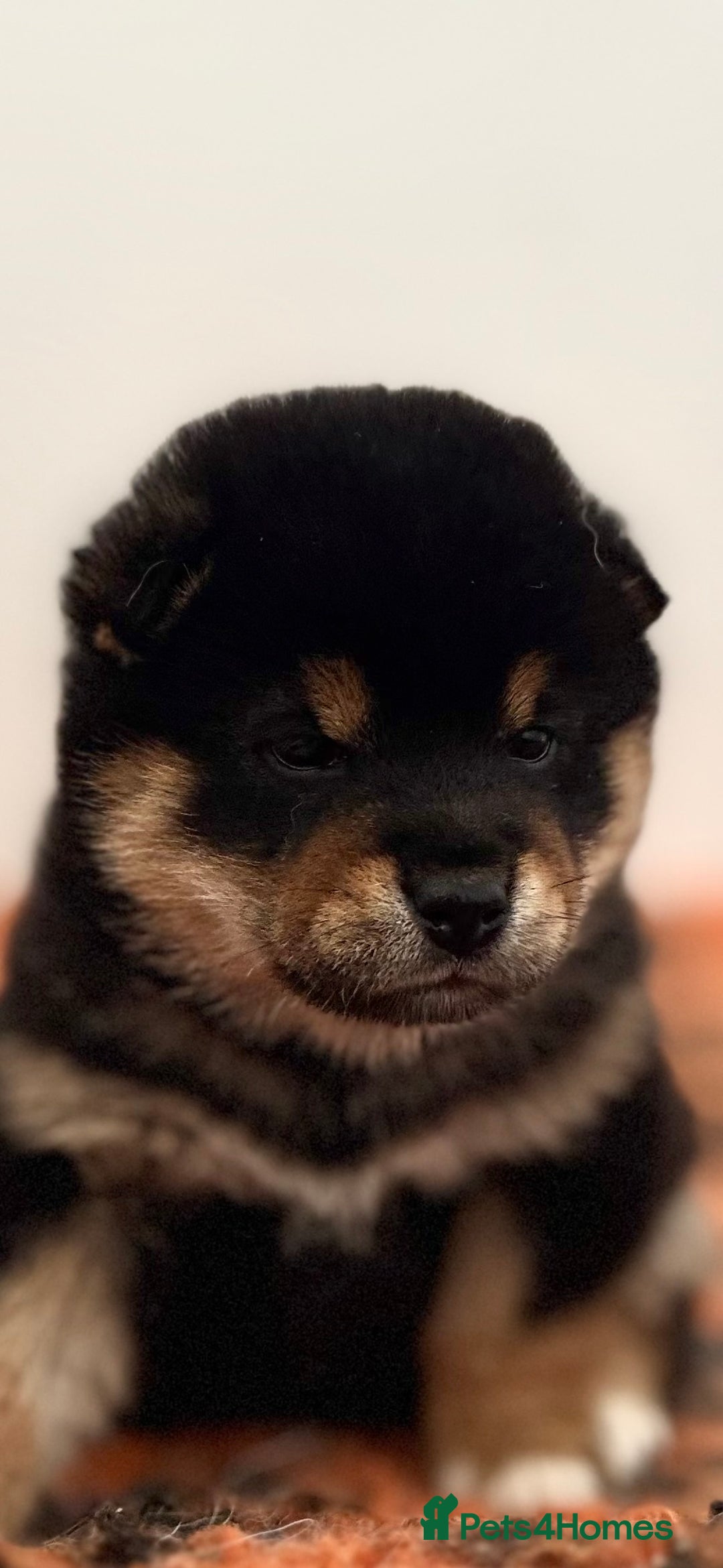 Japanese Shiba Inu dogs for sale: Shiba Inu Boy – Champion Crufts JP Heritage - Image 35