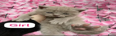 British Shorthair Kitten 4