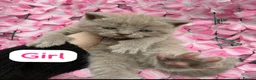 British Shorthair cats for sale: British Shorthair Kittens in Croydon - Advert 4