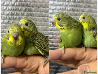 Budgerigars birds BEAUTIFUL 🤩 BUDGIES SPLIT OF BF/BW - Advert 1