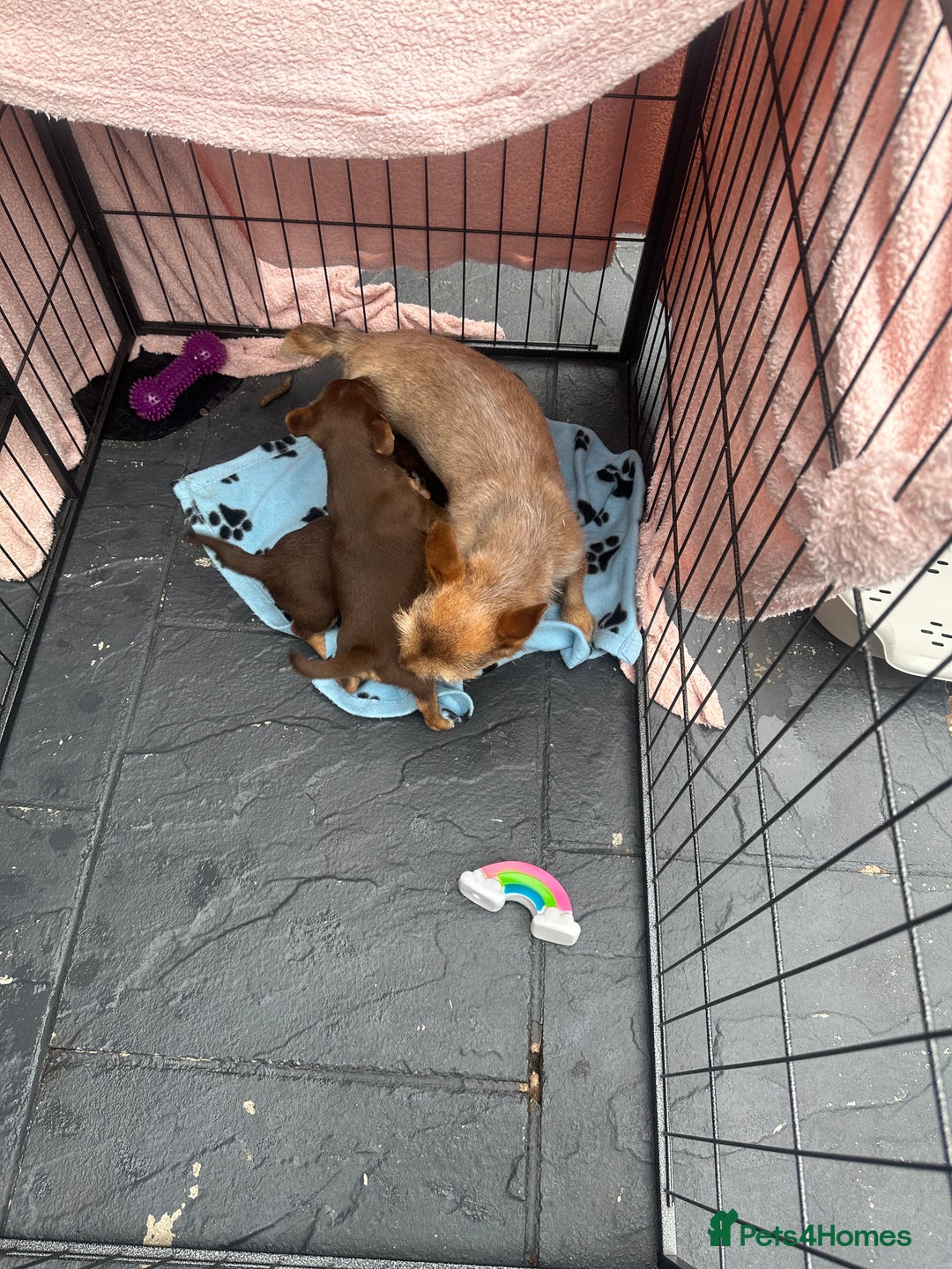 Jack Russell dogs for sale: 🐾 Adorable Jack Russell Puppies for Sale! 🐾 - Image 19